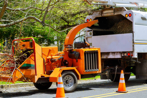 Trusted Robinhood, MS Tree Care Services Experts