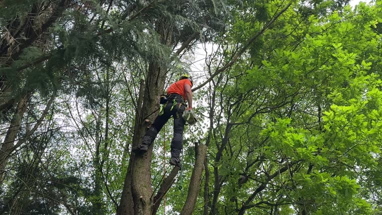 Best Commercial Tree Services  in Robinhood, MS