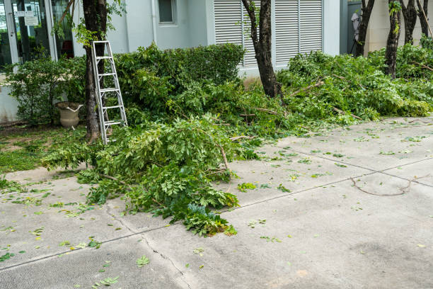 How Our Tree Care Process Works  in  Robinhood, MS