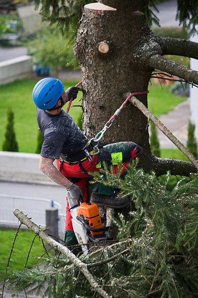 Best Fruit Tree Pruning  in Robinhood, MS