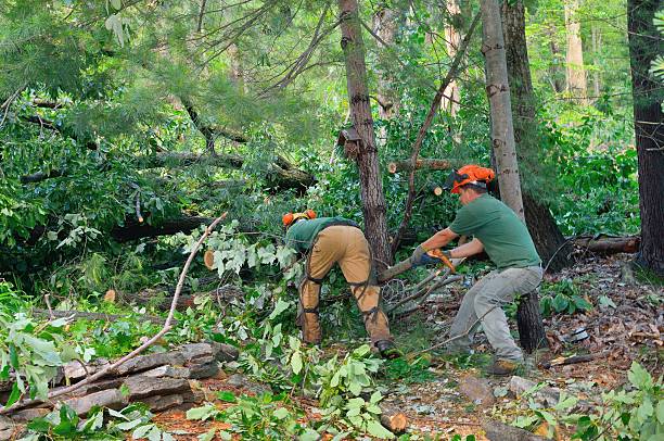 Best Firewood Processing and Delivery  in Robinhood, MS