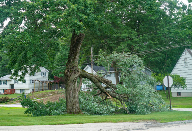 Best Tree Trimming and Pruning  in Robinhood, MS