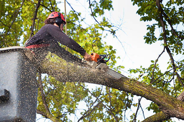 Best Arborist Consultation Services  in Robinhood, MS