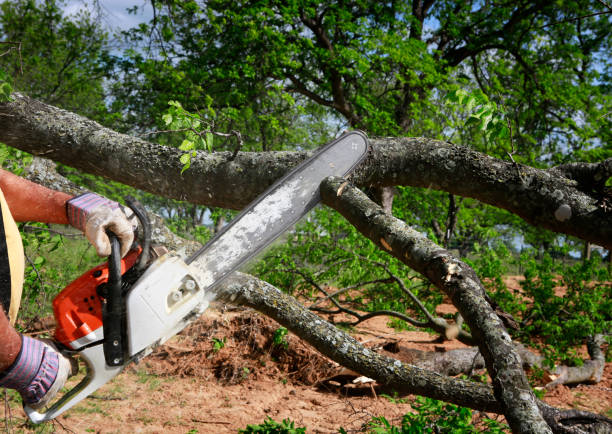 Best Arborist Consultation Services  in Robinhood, MS